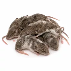   Fagyasztott sokcsecsű egér | 4-es méret (Weaned / Subadult) | 15–30 g