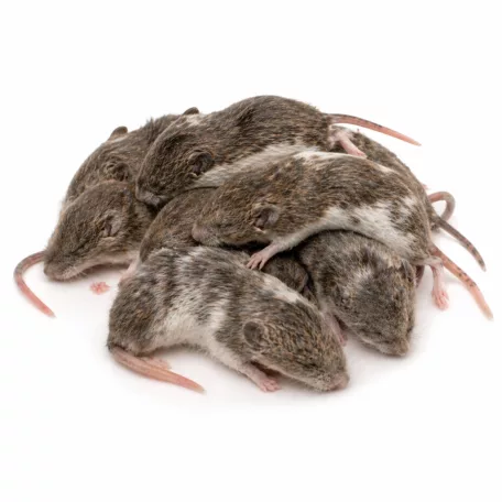 Fagyasztott sokcsecsű egér | 4-es méret (Weaned / Subadult) | 15–30 g