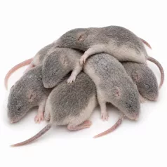   Fagyasztott patkány | 4-es méret (Weaned / Választási) | 30–60 g