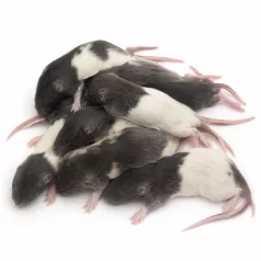   Fagyasztott patkány | 5-ös méret (Small Adult) | 60–90 g