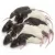 Fagyasztott patkány - 5-ös méret (Small Adult) - 60–90 g