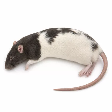 Fagyasztott patkány - 5-ös méret (Small Adult) - 60–90 g