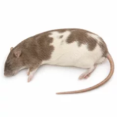Fagyasztott patkány - 5-ös méret (Small Adult) - 60–90 g