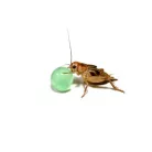 HabiStat | H2O Balls Multicolour | Hidratáló vízgolyók hüllők és rovarok számára - 500 g