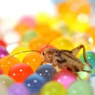HabiStat | H2O Balls Multicolour | Hidratáló vízgolyók hüllők és rovarok számára - 500 g