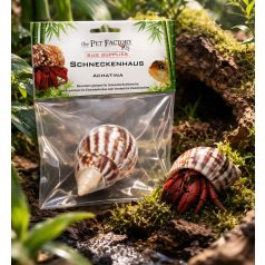   The Pet Factory Csigahéj - Achatina | Természetes váz remeterákok és sügérek számára – 2-3 cm nyílással