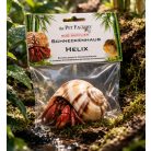 The Pet Factory Csigahéj - Helix | Természetes váz remeterákok és sügérek számára – 2-3 cm nyílással