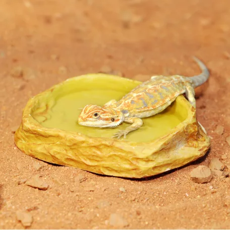 HabiStat | Sandstone Water Dish | Természetes hatású itatótál hüllők számára - M