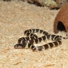 HabiStat | Aspen Bedding | Természetes lucfenyő alom hüllők és kistestű emlősök számára - 25 L