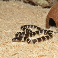   HabiStat | Aspen Bedding | Természetes lucfenyő alom hüllők és kistestű emlősök számára - 25 L