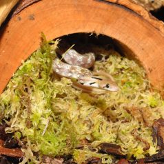   HabiStat | Sphagnum Moss |  Terráriumi természetes moha kétéltűek és trópusi hüllők számára - 250g