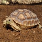 HabiStat | Tortoise Bedding | Természetes talajkeverék szárazföldi teknősök számára -  10 L