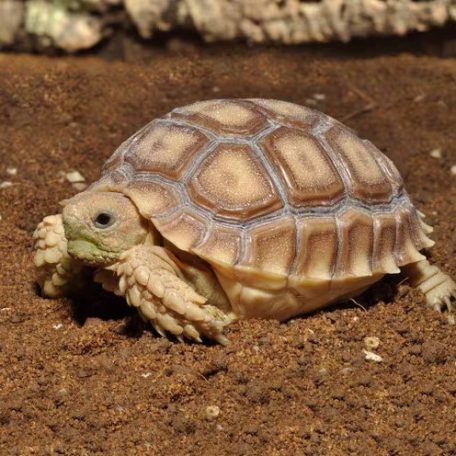 HabiStat | Tortoise Bedding | Természetes talajkeverék szárazföldi teknősök számára -  10 L