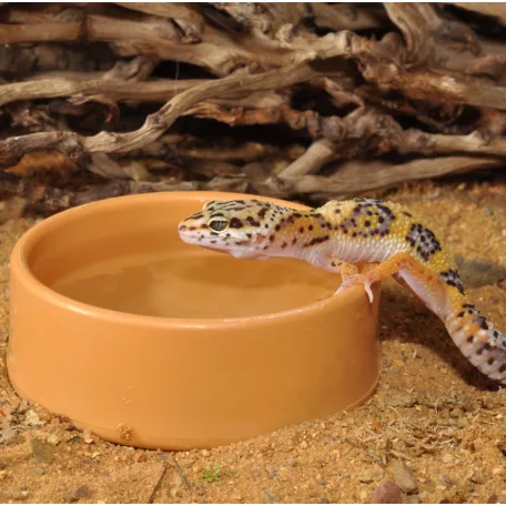 Habistat | Round Plastic Water Bowl Medium | Kerek műanyag itatótál hüllők és kétéltűek számára  - 9x9x3,5 cm