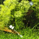 JBL PlaCollect | Csapda laposférgek ellen - 13 cm