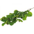 JR Farm | ESN Mogyoró szüret - 40 g