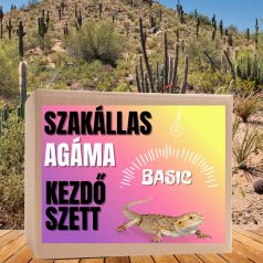 Szakállas agáma BASIC kezdőcsomag - bébi agámáknak