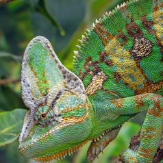   Kaméleon BASIC kezdőcsomag -  sisakos és párduc bébi kaméleonoknak