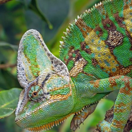 Kaméleon NEXT kezdőcsomag -  sisakos és párduc bébi kaméleonoknak