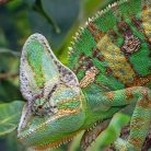 Kaméleon TOP kezdőcsomag -  sisakos és párduc bébi kaméleonoknak