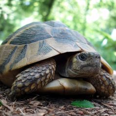   Szárazföldi teknős  HIGH kezdőcsomag - fiatal teknősöknek