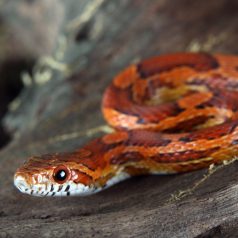 Sikló NEXT kezdőcsomag - bébi siklóknak