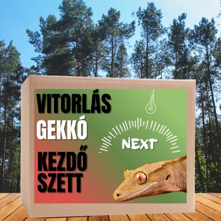 Vitorlás gekkó NEXT kezdőcsomag - bébi gekkóknak