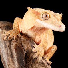 Vitorlás gekkó NEXT kezdőcsomag - bébi gekkóknak