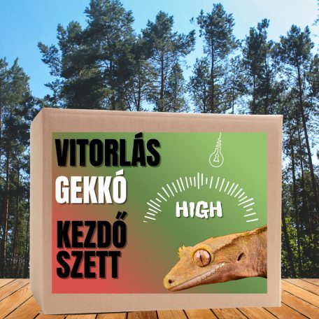 Vitorlás gekkó HIGH kezdőcsomag - bébi gekkóknak