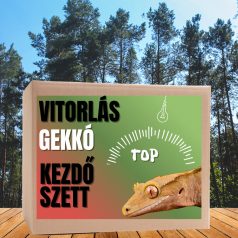 Vitorlás gekkó TOP kezdőcsomag - bébi gekkóknak