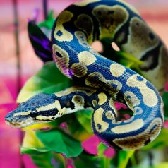 Piton BASIC kezdőcsomag - bébi pitonoknak