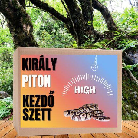 Piton HIGH kezdőcsomag - bébi pitonoknak