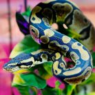 Piton HIGH kezdőcsomag - bébi pitonoknak