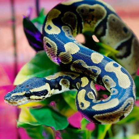 Piton TOP kezdőcsomag - bébi pitonoknak