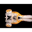 Leopárdgekkó BASIC kezdőcsomag - bébi gekkóknak