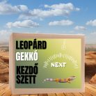 Leopárdgekkó NEXT kezdőcsomag - bébi gekkóknak