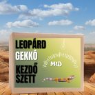 Leopárdgekkó MID kezdőcsomag - bébi gekkóknak