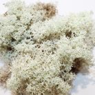 Pet King| Izlandi moha| természetes moha terráriumba – 1,5 liter