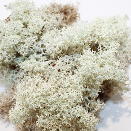 Pet King| Izlandi moha| természetes moha terráriumba – 1,5 liter