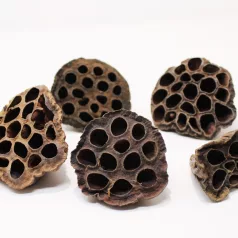   Pet King| Lotus Nature| természetes szárított dekoráció –  5 db