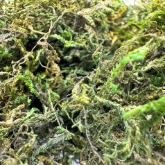   Szárított erdei moha| Természetes terráriumi dekoráció - 100 g