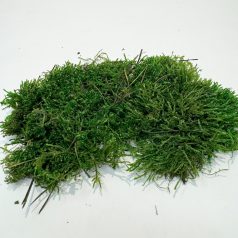   Szárított erdei mohalap| Természetes terráriumi dekoráció - 100 g