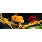 Exo Terra Crested Gecko Food | Vitorlás Gekkó Eledel - 4 db 