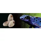 Exo Terra Dinosaur eggs| Dinoszaurusz Tojás Alakú Búvóhely Kicsi Itatóval