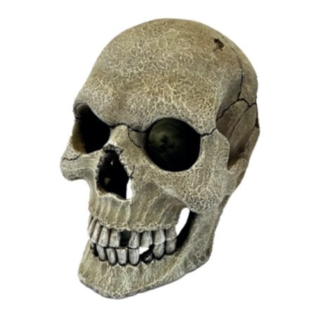 Repto Deco Human Skull | Emberi műkoponya XL