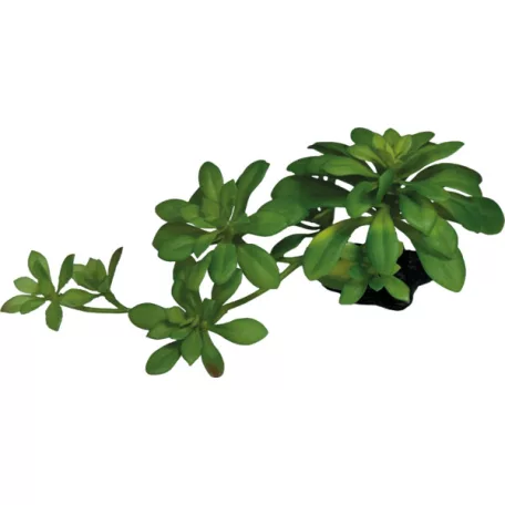 REPTO | PLANT SUCCULENT GREEN XL | Műnövény dekoráció, zöld színű - XL