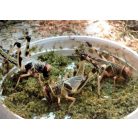 Arcadia | EarthPro InsectFuel | Természetes eredetű eleségállat-táp spirulinával és kalciummal – 250 g