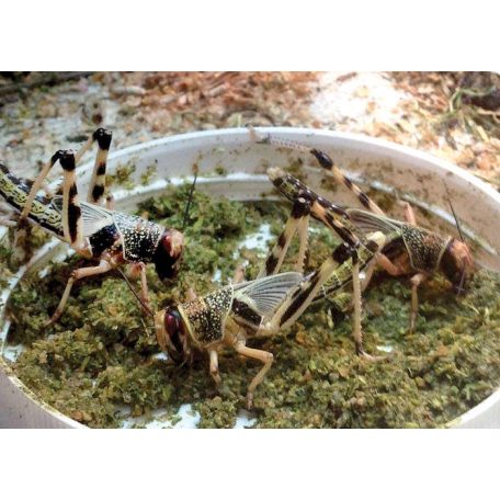 Arcadia | EarthPro InsectFuel | Természetes eredetű eleségállat-táp spirulinával és kalciummal – 50 g