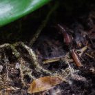 Arcadia | Earth Pro Bio-Revitaliser | Bioaktív talajtáp ásványi anyagokkal hüllők és kétéltűek számára – 450 g