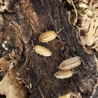 Porcellio laevis  - Orange | Ászka | 10 db